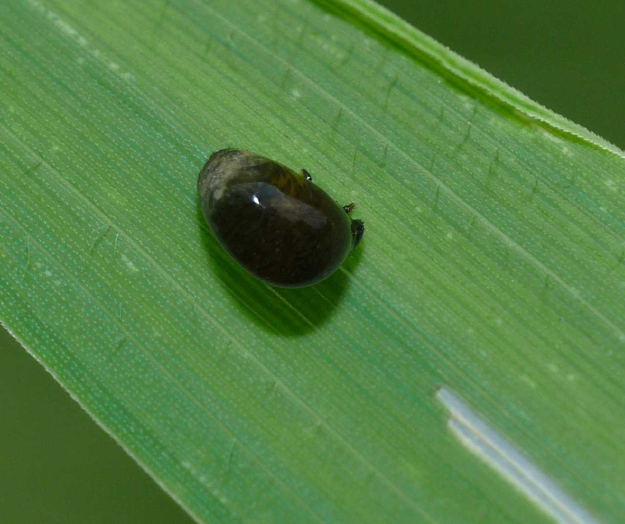 Larve di Chrysomelidae? Si, Oulema